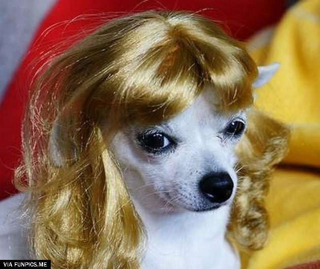 funny dogs with wigs