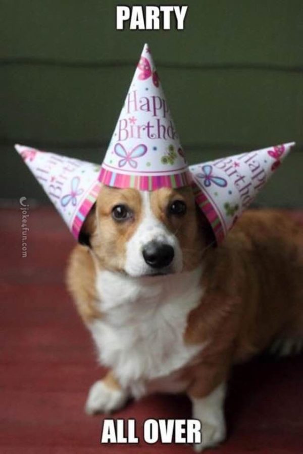 The 25 dog birthday wishes that you need to add humor to your birthdays