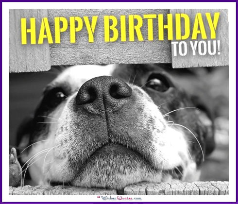 The 25 Dog Birthday Wishes That You Need To Add Humor To Your Birthdays