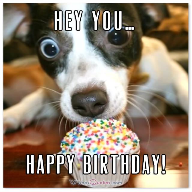 The 25 dog birthday wishes that you need to add humor to your birthdays