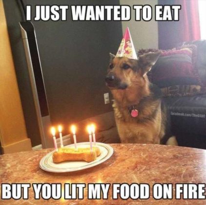 The 25 dog birthday wishes that you need to add humor to your birthdays