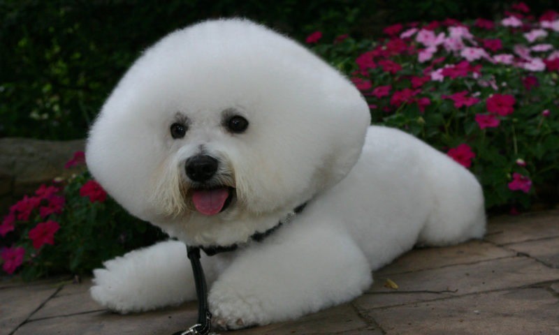 35 Funny Dog Haircuts These Dogs Are The Real Victims Of Laughter Here   Funny Dog Haircuts 19 800x480 