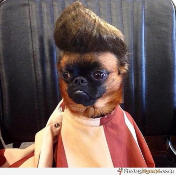 35 funny dog haircuts: These dogs are the real victims of laughter here!