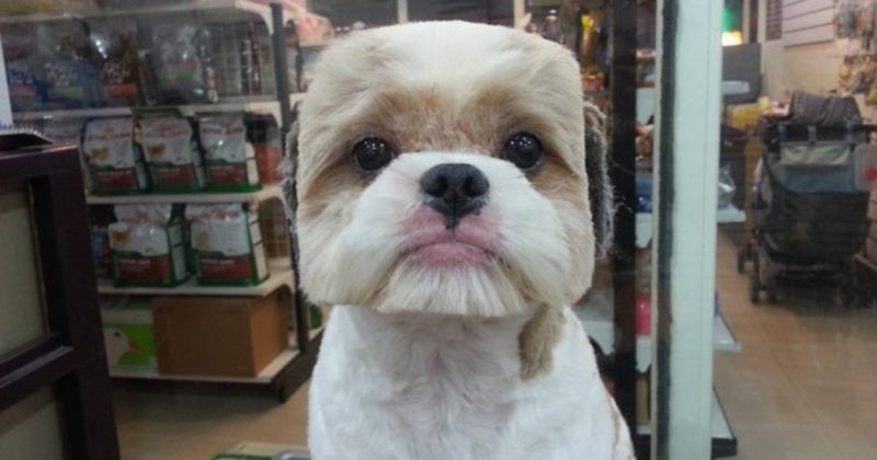 35 Funny Dog Haircuts These Dogs Are The Real Victims Of Laughter Here