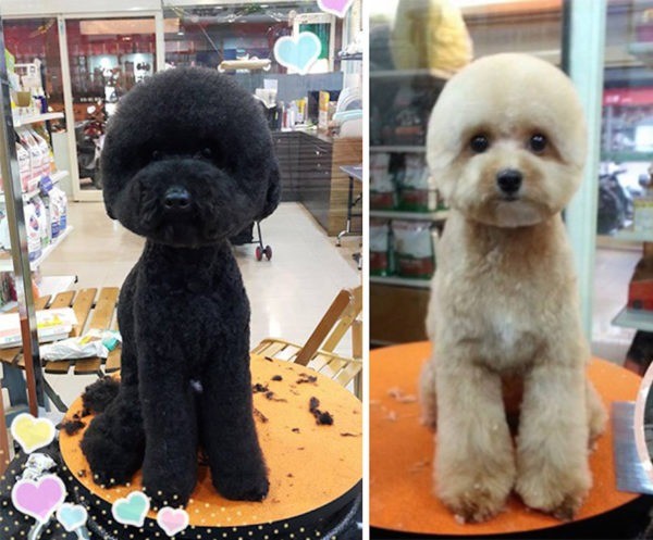 35 funny dog haircuts: These dogs are the real victims of laughter here!