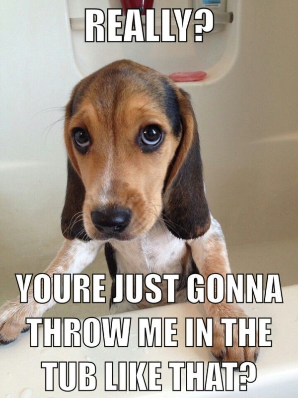 23 funny beagle memes that will make you laugh non-stop