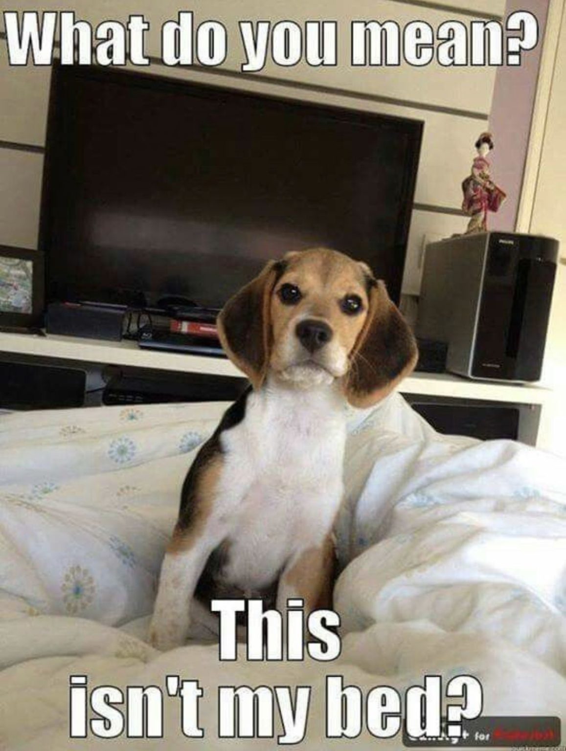 beagle meme funny Beagle serious memes quickmeme caption own add funny ...