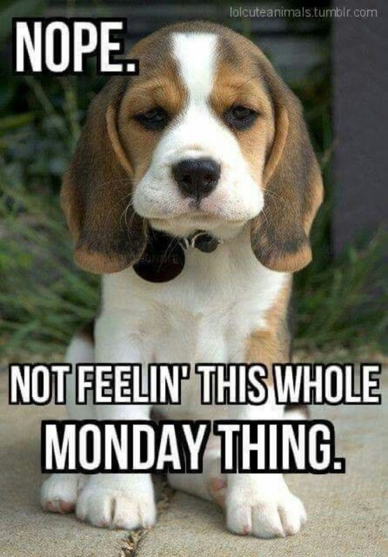 23 Funny Beagle Memes That Will Make You Laugh Non Stop - Vrogue