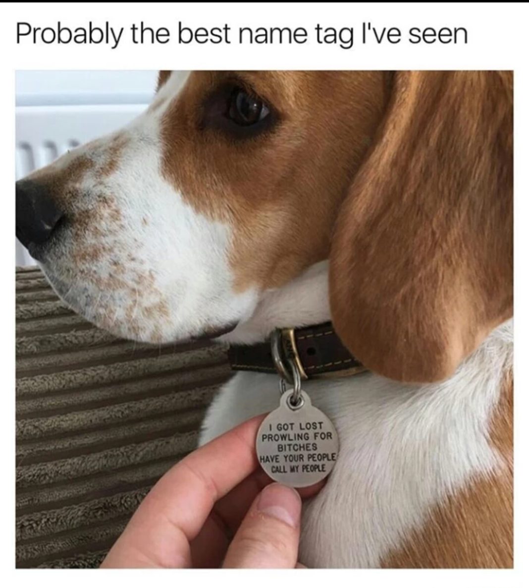 23 Funny Beagle Memes That Will Make You Laugh Non Stop - Vrogue